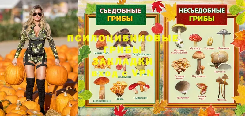 Псилоцибиновые грибы Magic Shrooms  где можно купить   ОМГ ОМГ ТОР  Новозыбков 